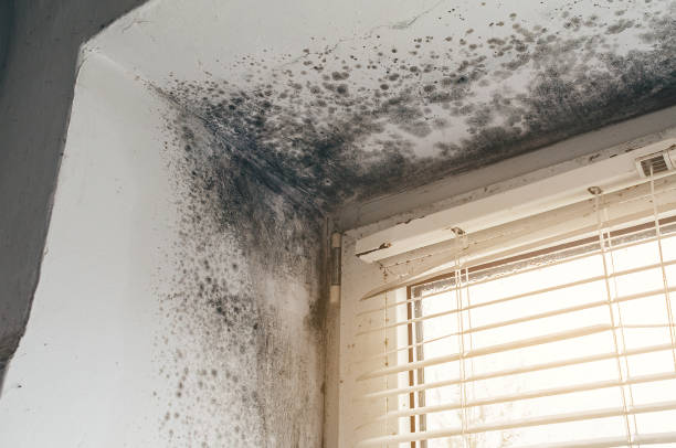 Affordable Commercial Mold Remediation solutions in Warfield, VA